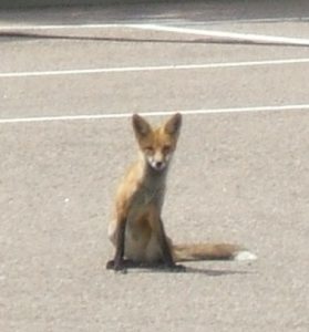 Fox in a church parking lot
